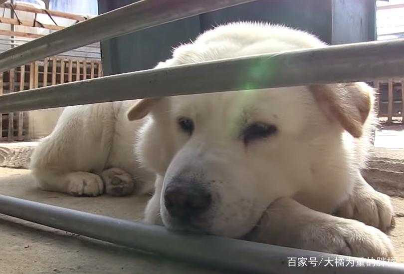 他在地狱之都的战场救了一只小狗,万万没想到的事发生了…